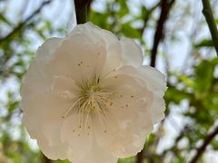 -南国桃园旅游度假区