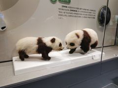 -四川大学博物馆