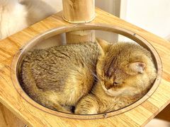 -有喵·猫咖·狗咖·30几只猫10只小狗(岗厦店)