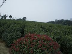 -南京市江宁方山
