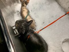 -PETKIT 小佩宠物·低压洗护·美容·寄养(安远店)