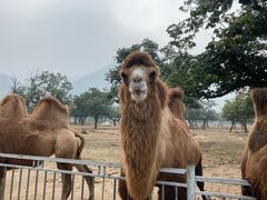 -西安秦岭野生动物园