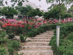 -大塘金香草谷