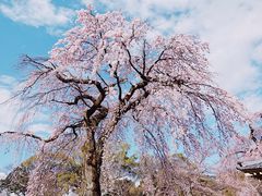 -醍醐寺