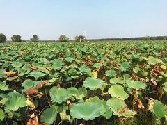 -洪湖生态旅游区