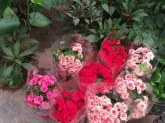 -秦美花卉(天朗·莱茵小城2期店)