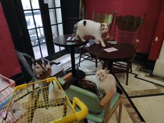 -猫色咖啡·猫咖