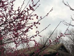 -秀丽东方