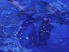 -上海海昌海洋公园