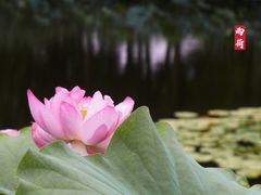 -陈家山荷花公园