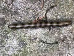 -碓臼峪自然风景区