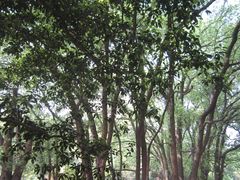 -武汉大学-樱园