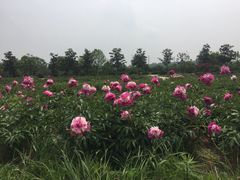 -扬州芍药园(仪征市)