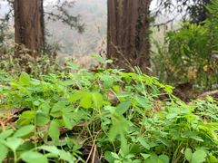 -素山寺森林公园