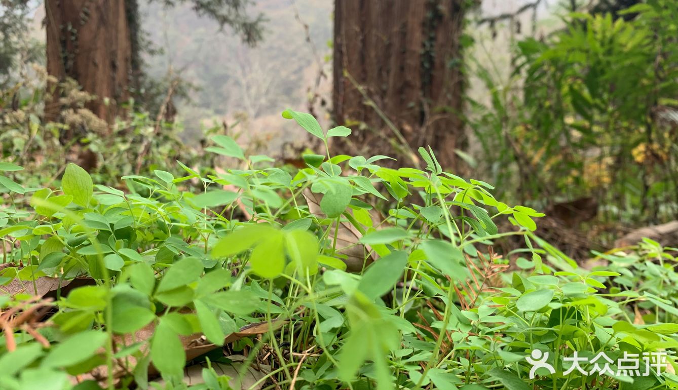 对于这个山，那就真的个野字，野生停车场，野生楼梯