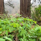 对于这个山，那就真的个野字，野生停车场，野生楼梯