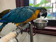 -观桥阁(锦溪店)