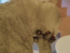 -猫儿山۰猫主题餐厅