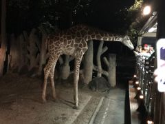-清迈夜间动物园