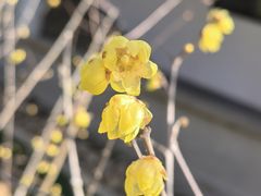 -无锡梅园公园