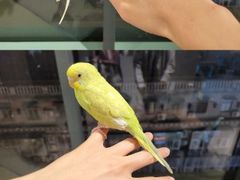 -怪兽屋·羊驼·猫咖·狗咖(俊华广场店)