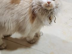-啊马英豌豆粉