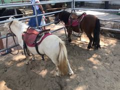 -1982农场