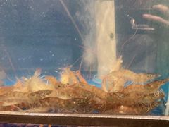 -苏格里岛自助海鲜烤肉(青秀万达店)