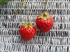 -建德果蔬乐园绪塘草莓基地