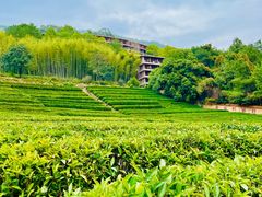 -雁南飞茶田景区