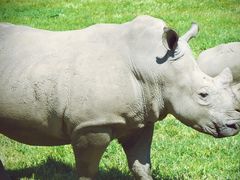 -威勒比开放式动物园