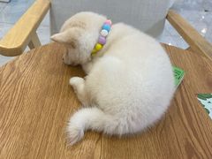 -柴犬小屋·柴餐厅·狗咖食堂(金鼎广场店)