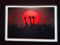 -罗红摄影艺术馆