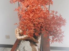 -顺峰(农展馆店)