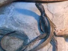 -上海大自然野生昆虫馆(东方明珠·爬宠昆虫探索中心)