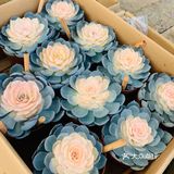 娇艳欲滴の夏日鲜花打卡地🌹