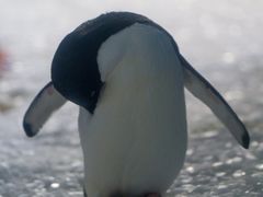 -上海海昌海洋公园