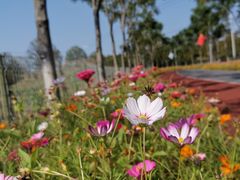 -上海长兴岛郊野公园