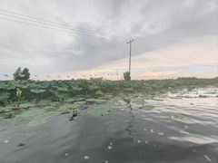 -白洋淀景区