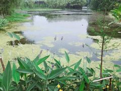 -昆山城市生态森林公园