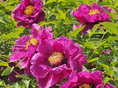 -国家植物园南园