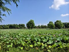 -洪湖生态旅游区