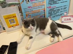 -御宝贝·A梦猫科宠物医院(国际猫友好医院)