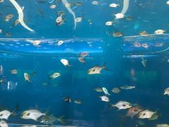 -瑞德姆美人鱼海底演艺主题餐厅(亚龙湾店)