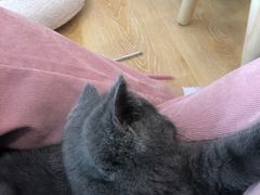 -猫咪派对(江南西店)