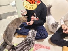 -三花喵·撸猫购宠·宠物生活馆(虹桥南丰城店)