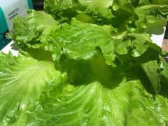 生菜-三国惹火烤肉·中日韩烤肉集合店(百草路店)