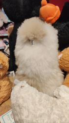点击看大图 -Hamleys哈姆雷斯(东方福来德店)