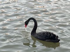 -五缘湾湿地公园