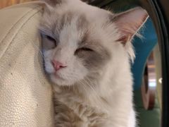 -遇见羊驼·奶狗咖·布偶猫咖·法斗柯基柴犬阿拉斯加(春熙路太古里IFS店)